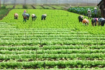 Bớt trồng lúa để thúc đẩy nông nghiệp Việt phát triển?